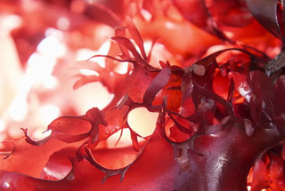 Astaxanthin