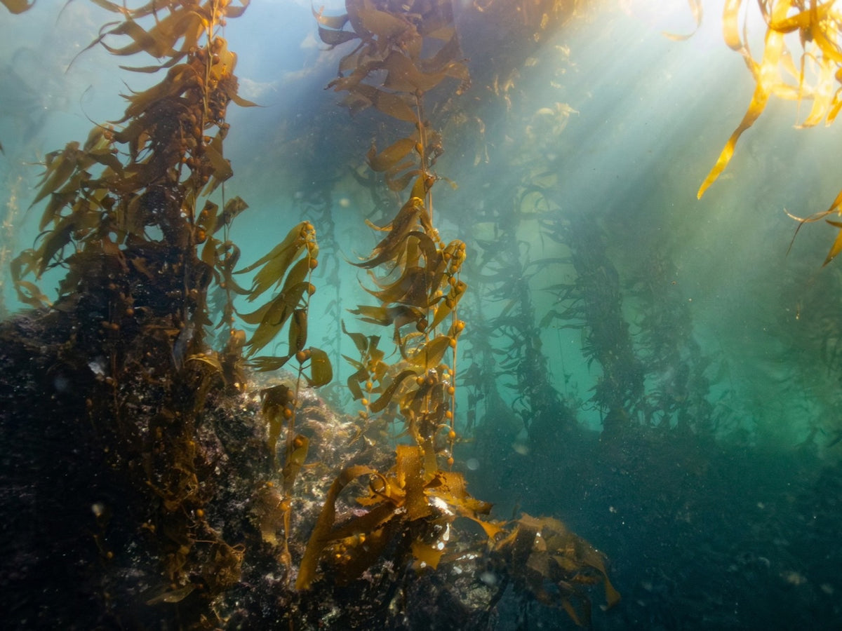 Kelp forest underwater with sunbeams