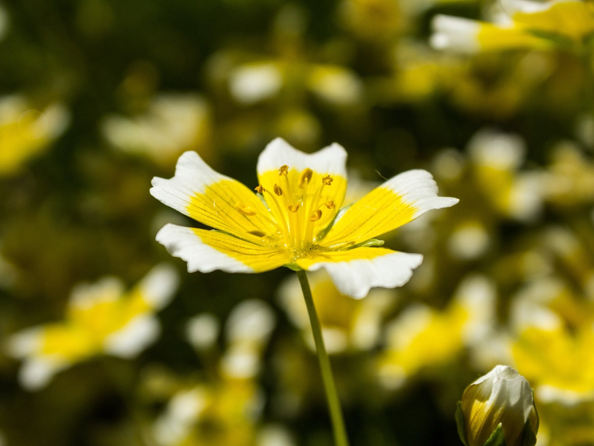 White and yellow meadowfoam flower in bloom