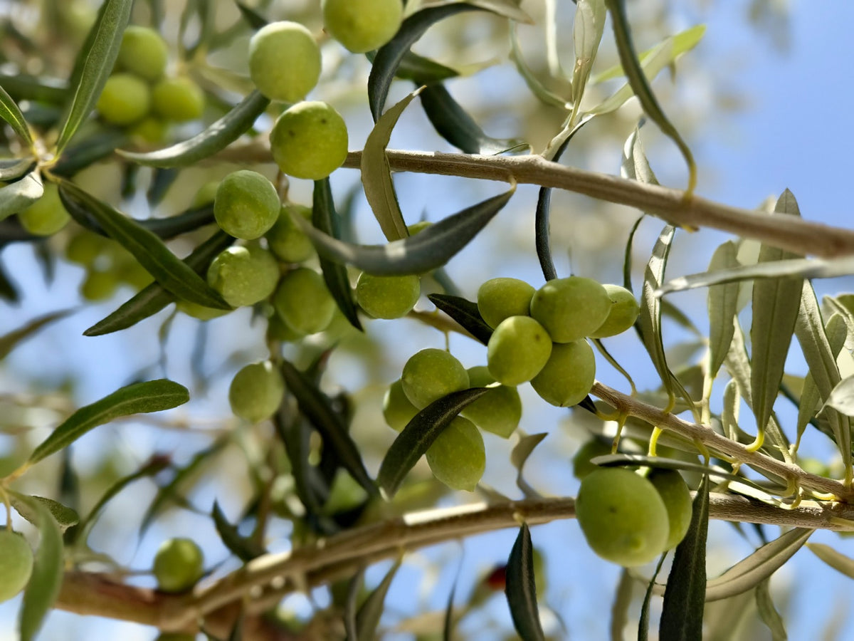 Green olives ripening on an olive branch