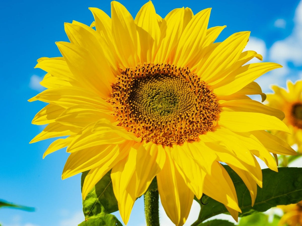 Bright sunflower against a blue sky